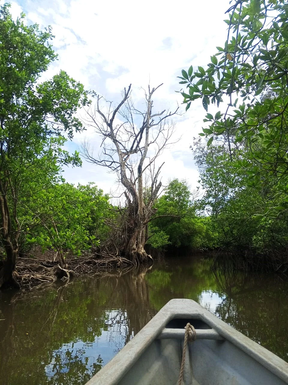 Best Experience Mangrove and Fireflies Tour in Batam