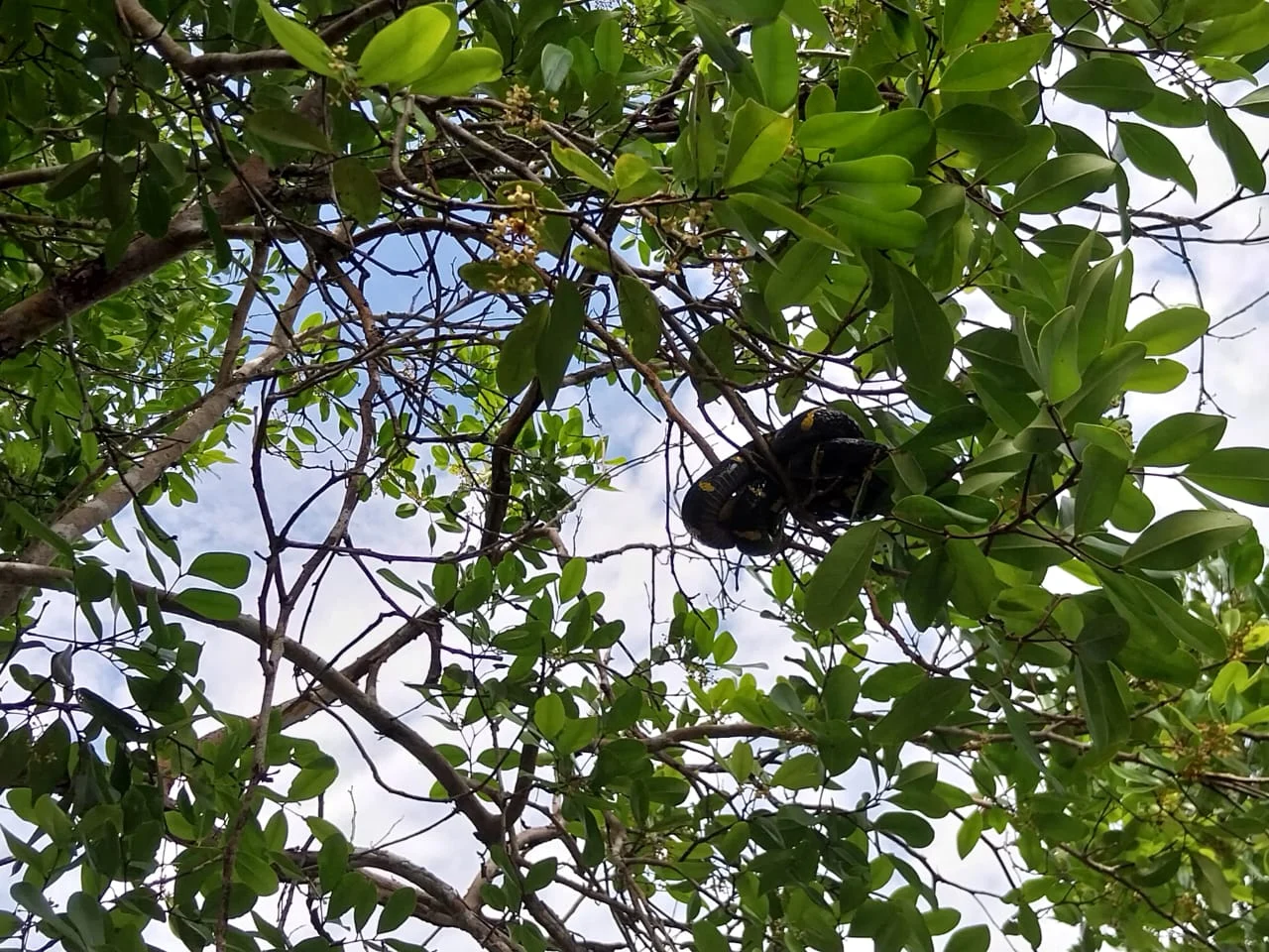 Best Experience Mangrove and Fireflies Tour in Batam